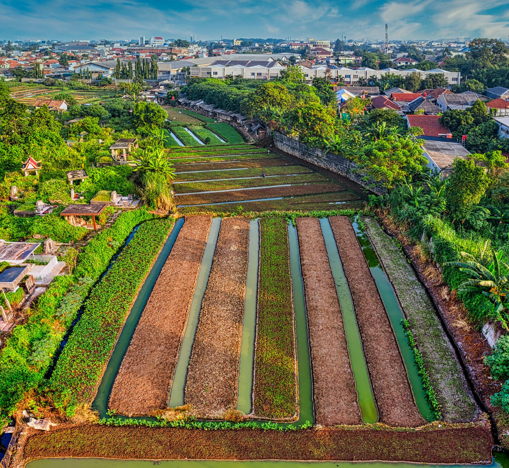Aerial View of Vertical Croplands Between Houses · Free Stock Photo