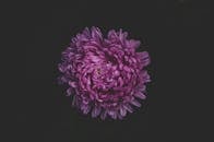 深色背景下，一朵充满活力的紫色菊花特写展示了其精致的花瓣