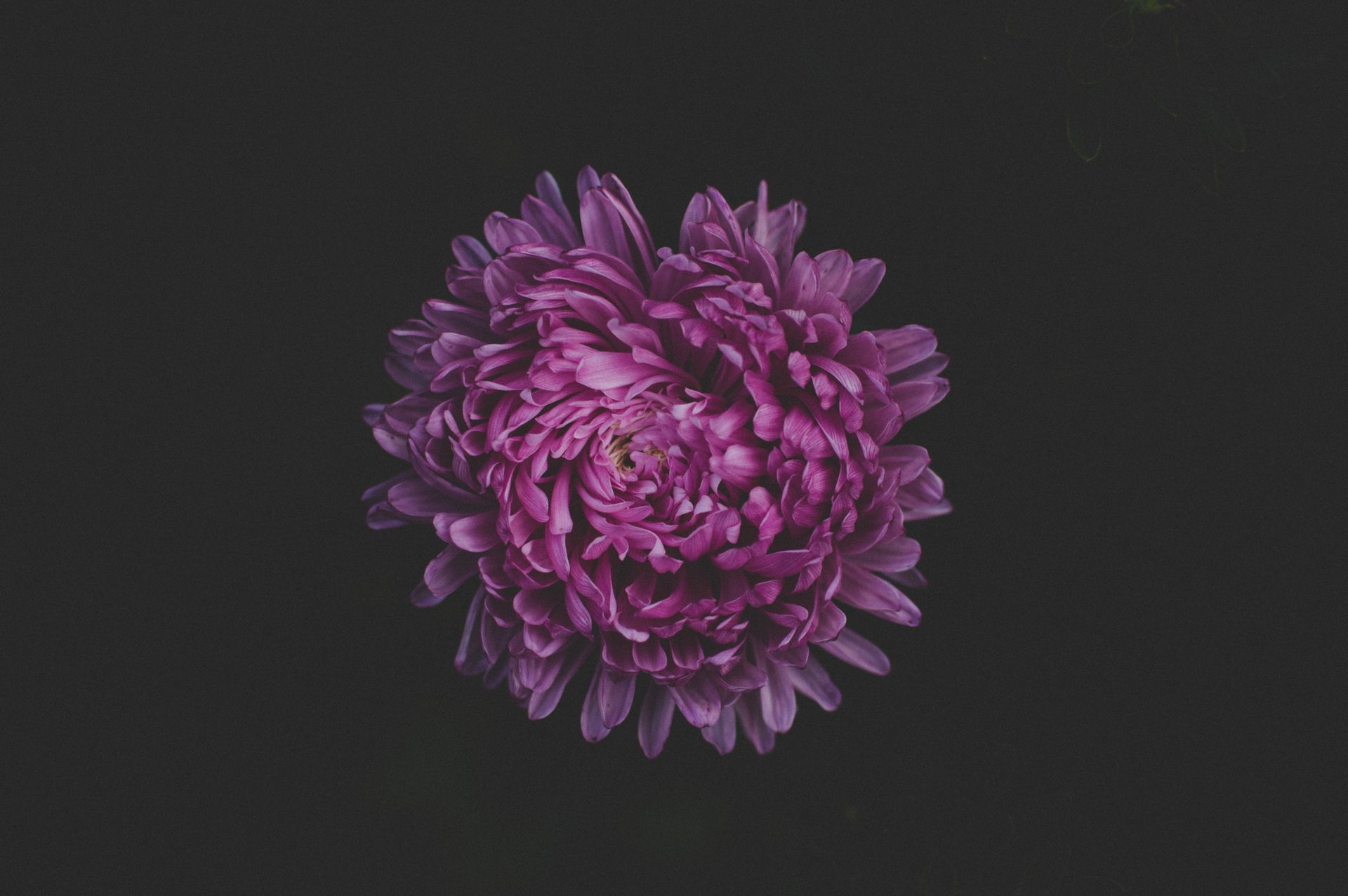 Close-up of a vibrant purple chrysanthemum against a dark background, showcasing its delicate petals.