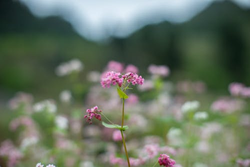 Pink Petaled Flower