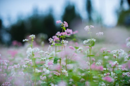 白とピンクの花びらの花