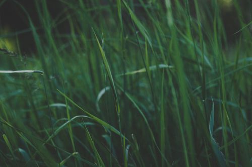 Free Close-up of vibrant green grass in Udmurtia, capturing nature's essence and tranquility. Stock Photo