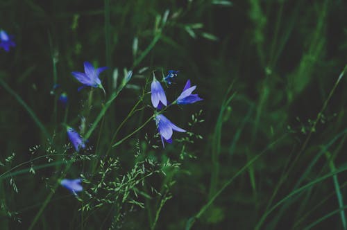 Selective Photo Of Blue And White Petaled Flower