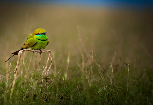 Free Selective Focus of an Asian Green Bee-Eater on the Grass Stock Photo