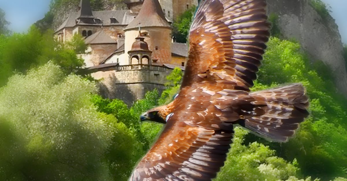 Free stock photo of Orava Castle and Golden Eagle