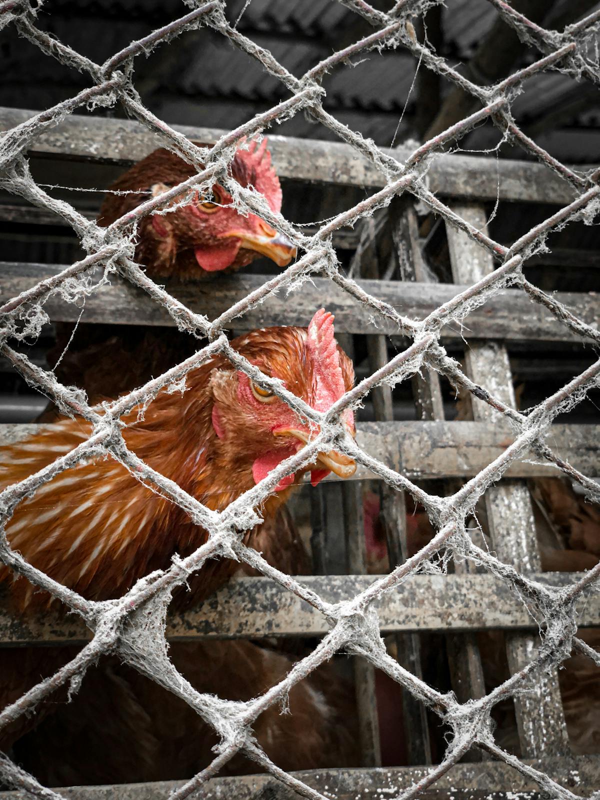 Finished high-protein breakfast bowl with yogurt, eggs, fruit and seeds ready to eat