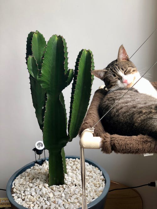 Gato Atigrado Gris Acostado Junto A Cactus Verde