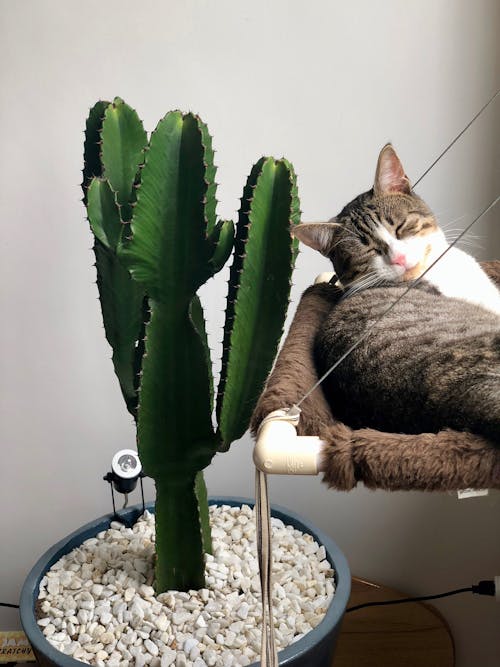 Grey Tabby Cat Laying Beside Green Cactus