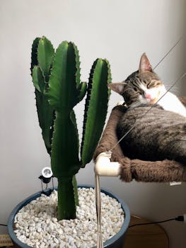 在现代家庭环境中，一只灰白色的虎斑猫正打盹在一棵高大的室内仙人掌旁