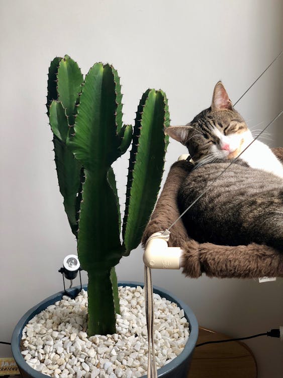 Free Grey Tabby Cat Laying Beside Green Cactus Stock Photo
