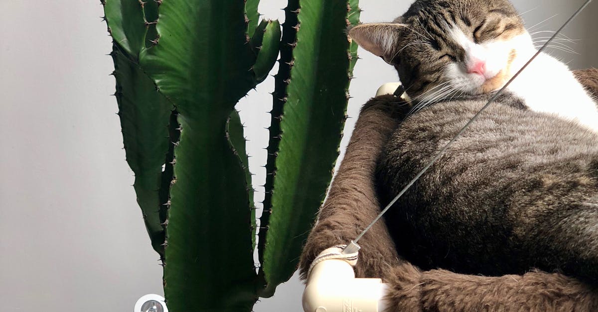 Grey Tabby Cat Laying Beside Green Cactus