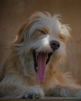 Cute shaggy dog yawning with tongue out, perfect for pet lovers.