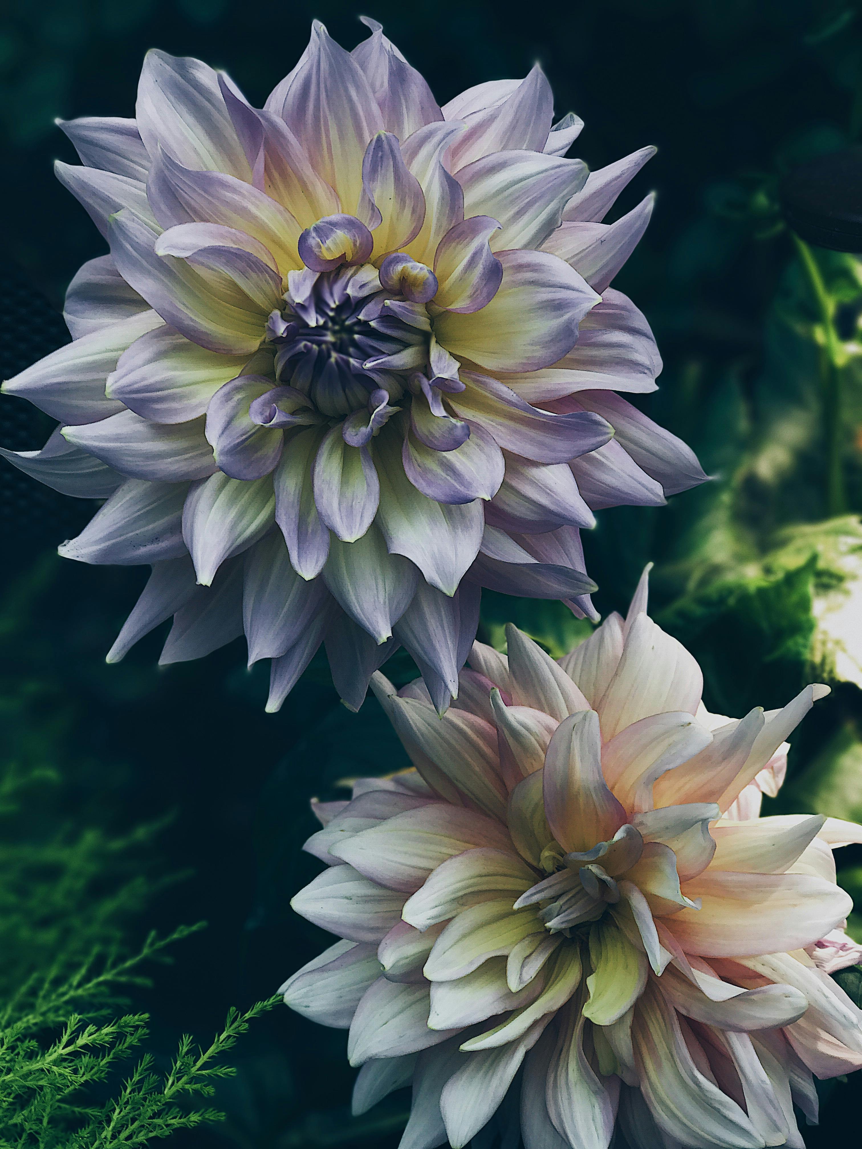 Dahlia Flowers Images  Browse 2180 Stock Photos Vectors and Video   Adobe Stock