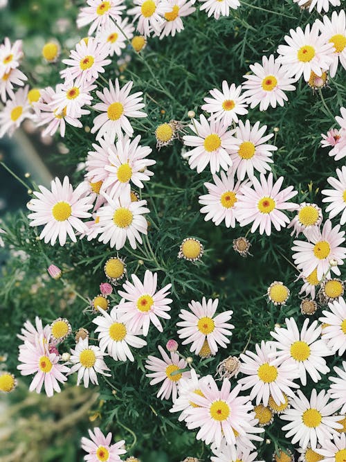 Fotobanka s bezplatnými fotkami na tému exteriéry, flóra, harmanček