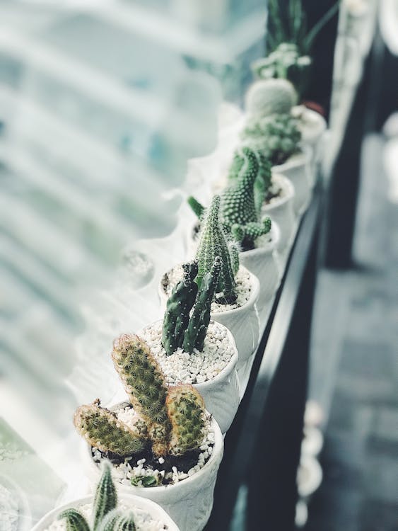 Cactus Plants · Free Stock Photo