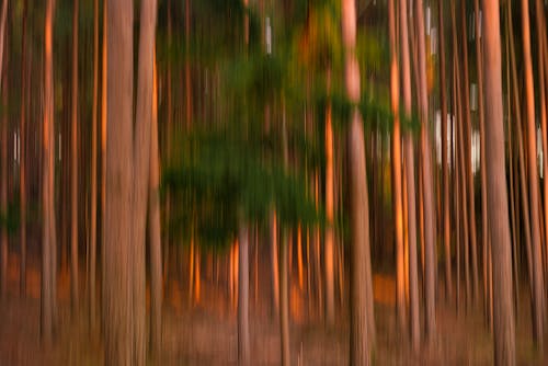 Free stock photo of movement, trees, woods