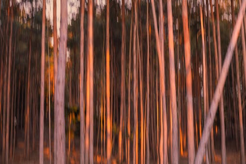 Free stock photo of movement, trees, wood