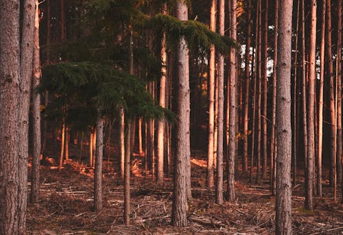 Trees in the Woods