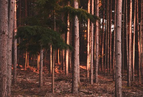 Free Sunset light illuminates a tranquil forest of pine and spruce trees, casting warm tones. Stock Photo
