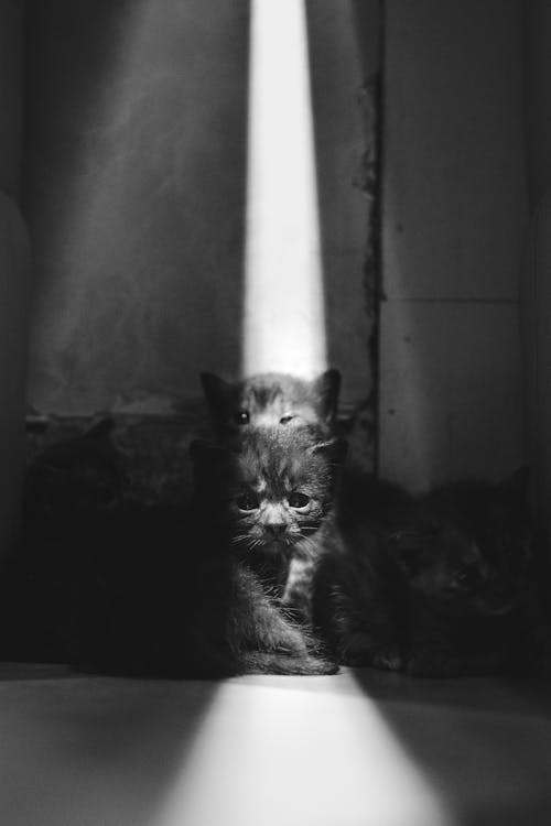 Grayscale Photo of Cats