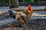 Rooster on Brown Soil