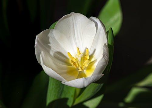 Foto profissional grátis de flor branca, tulipa