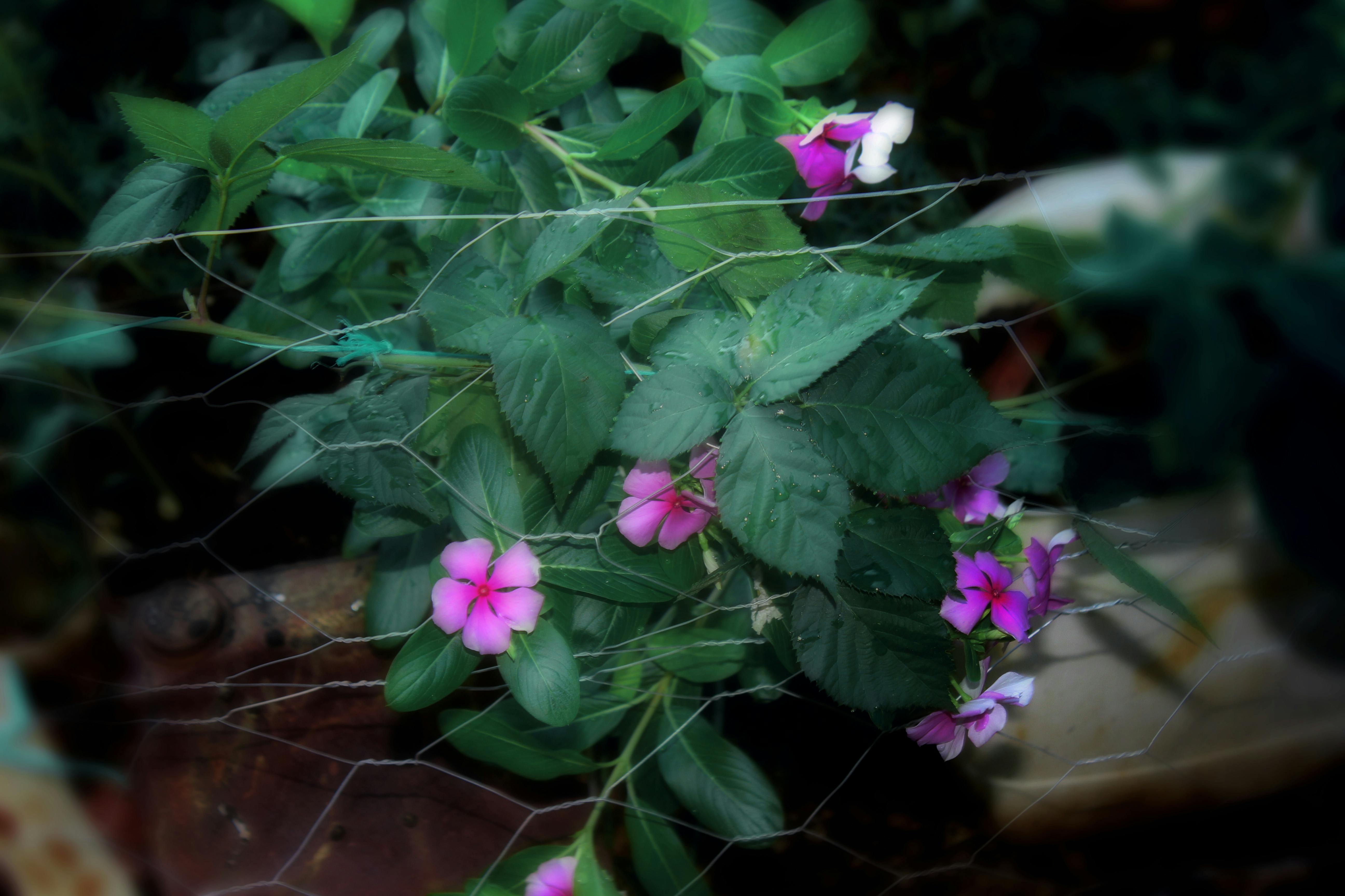 Takoyaki sendo preparado em Osaka
