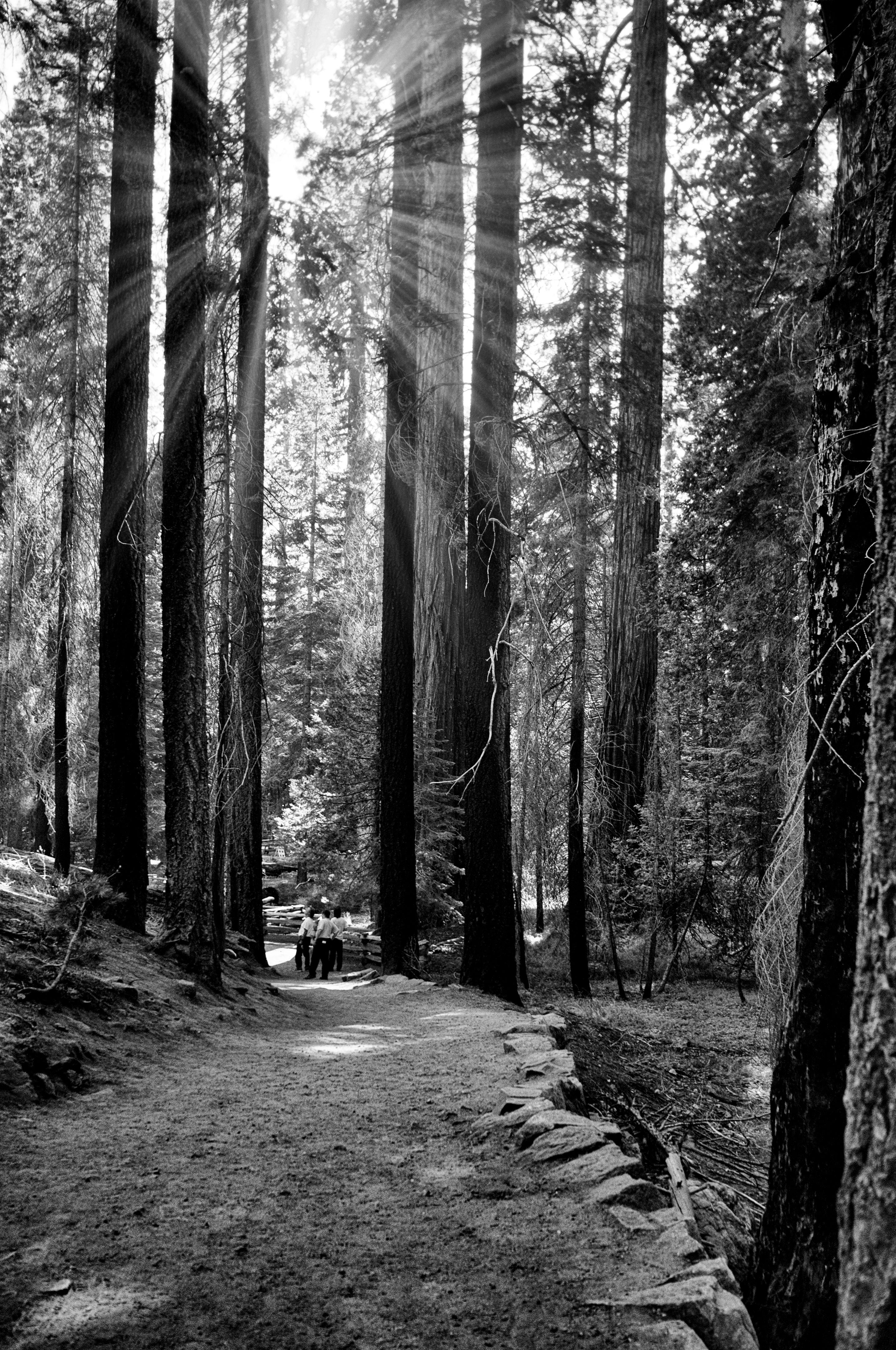 Kostenloses Foto zum Thema: schwarz und weiß, wald Fototapeten wald und über 5000 weitere motive.