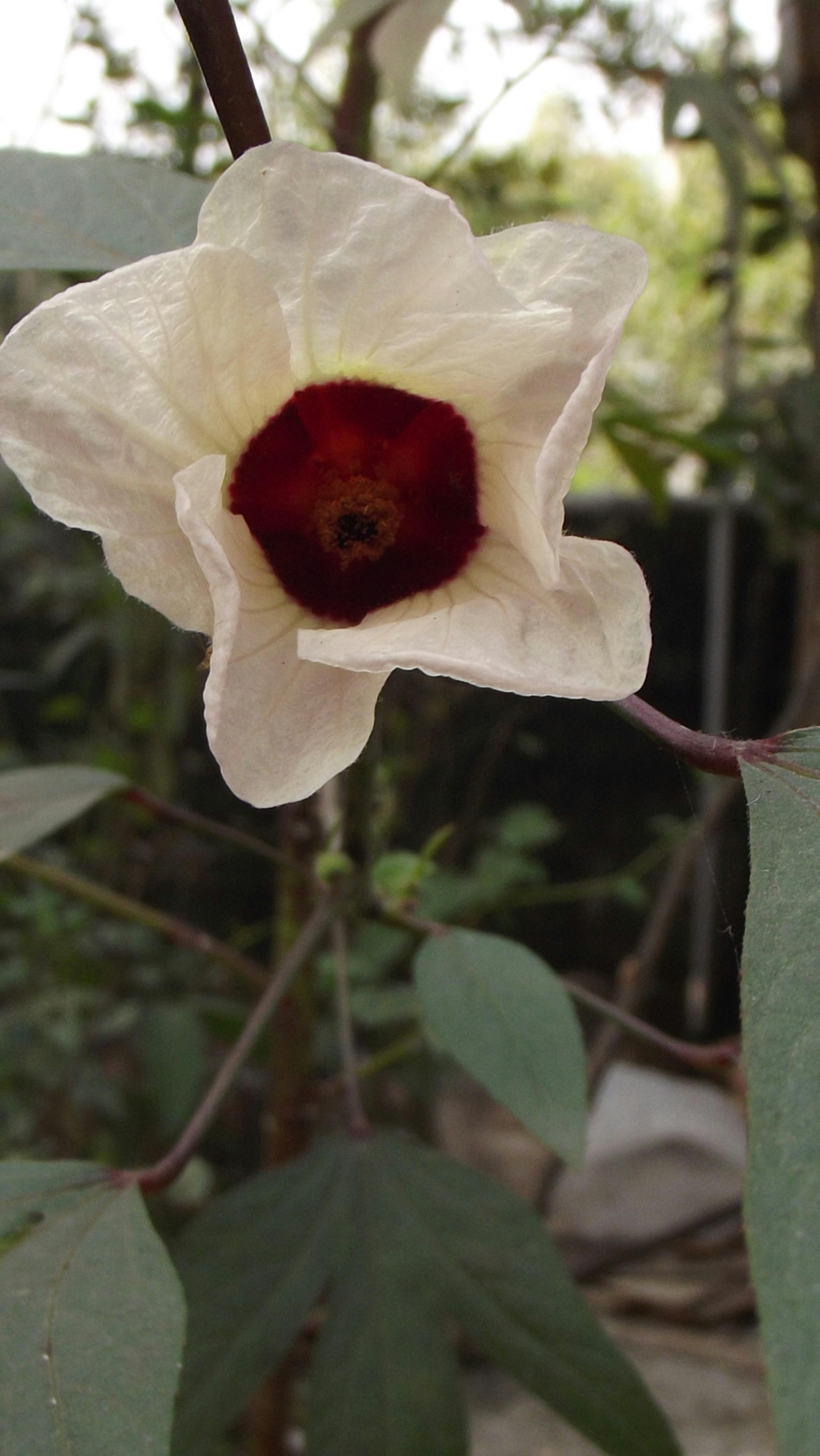 Free stock photo of flower, Red center, white & red