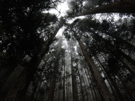 Captivating low-angle view of a foggy forest in Réunion with misty atmosphere and towering trees.