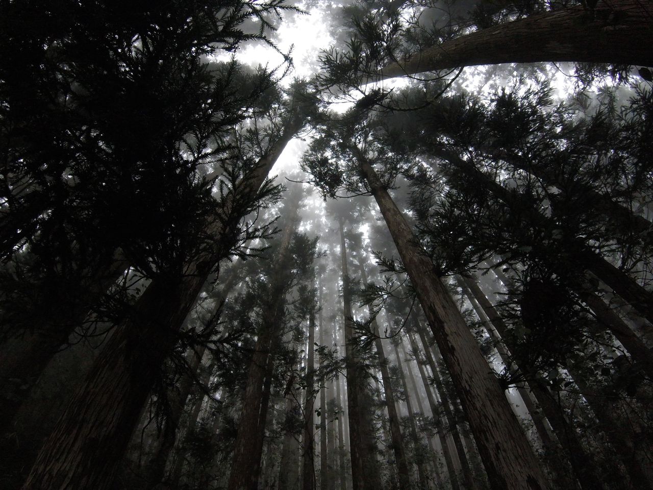 captivating low angle view of a foggy forest in r union with misty atm