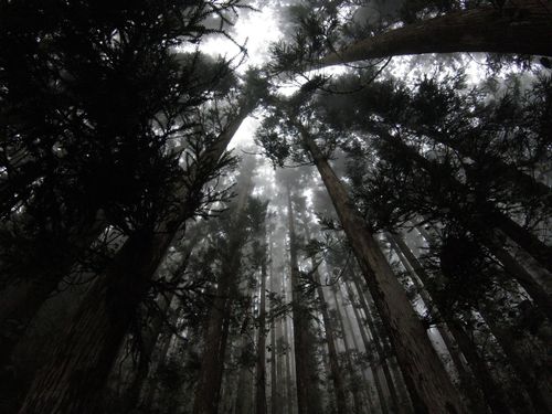 Free Captivating low-angle view of a foggy forest in Réunion with misty atmosphere and towering trees. Stock Photo