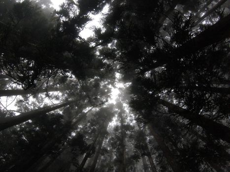 Misty forest in Réunion with tall trees reaching into the fog, creating an eerie atmosphere.