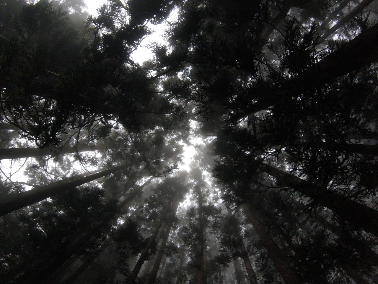misty forest in r union with tall trees reaching into the fog creating