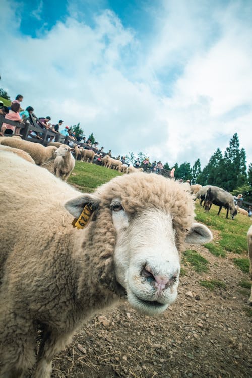 動物, 動物攝影, 家畜 的 免費圖庫相片