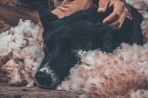 動物, 動物攝影, 可愛的動物 的 免費圖庫相片