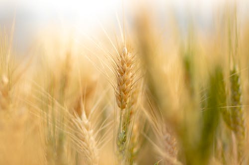 Free Close Up Photo of Brown Wheat  Stock Photo