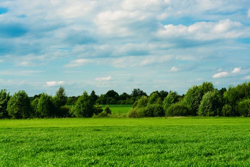 Green Grass Field Under Cloudy Blue sky