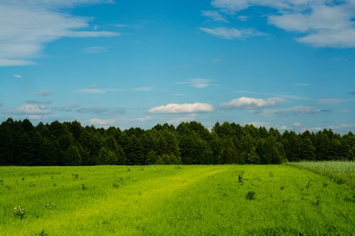 Free Idyllic landscape of a green meadow with a forest backdrop and clear blue sky. Stock Photo