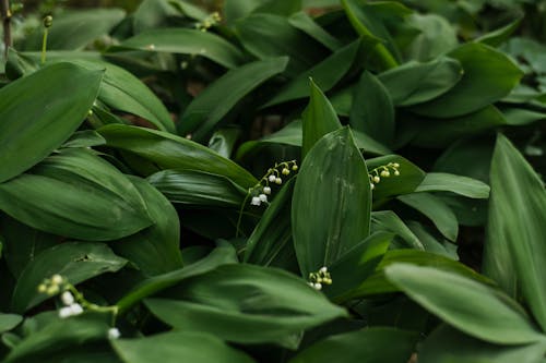 Photo of Wet Green Leaves