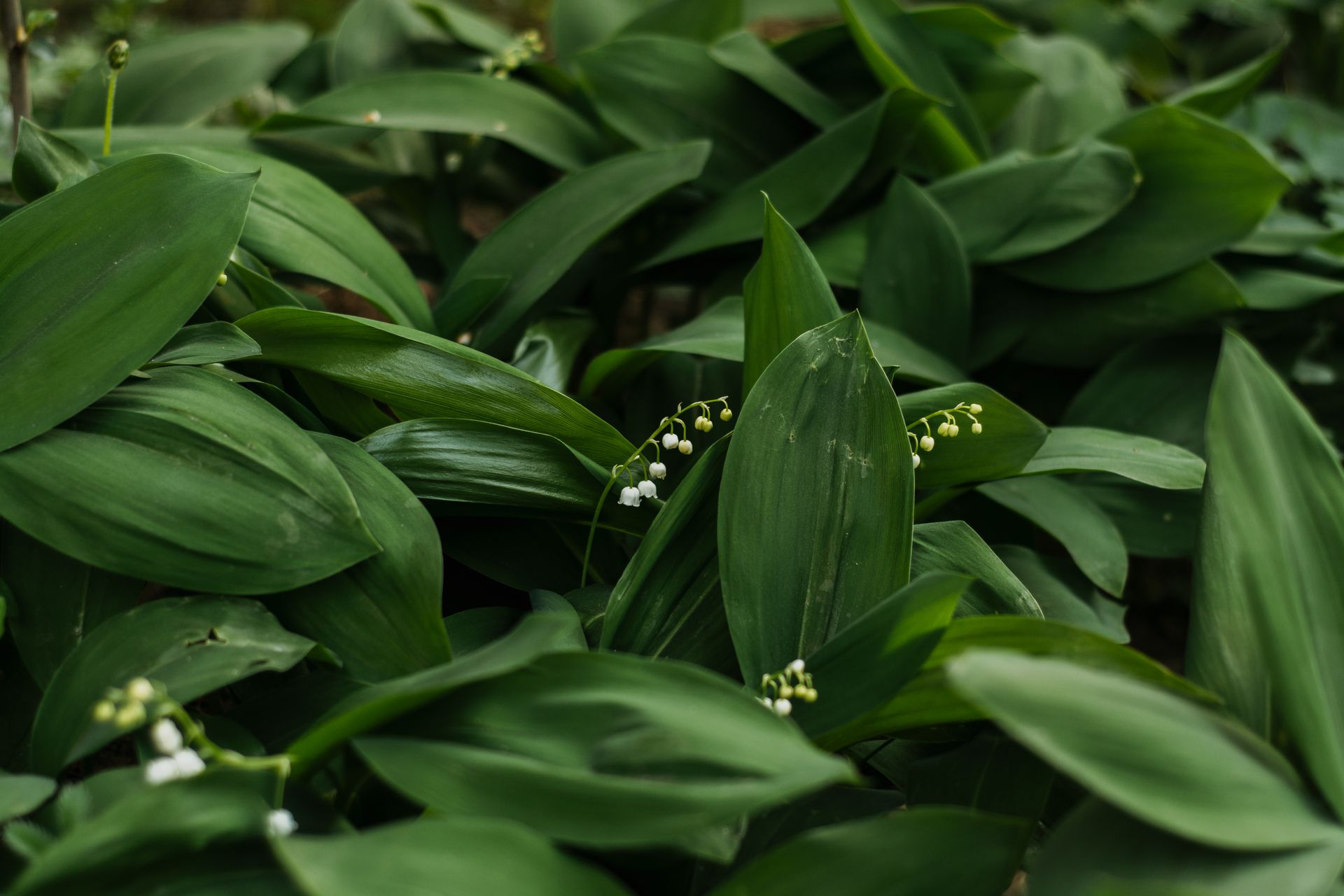 A close-up shot of lush green Lily of the Valley leaves with white flowers outdoors.