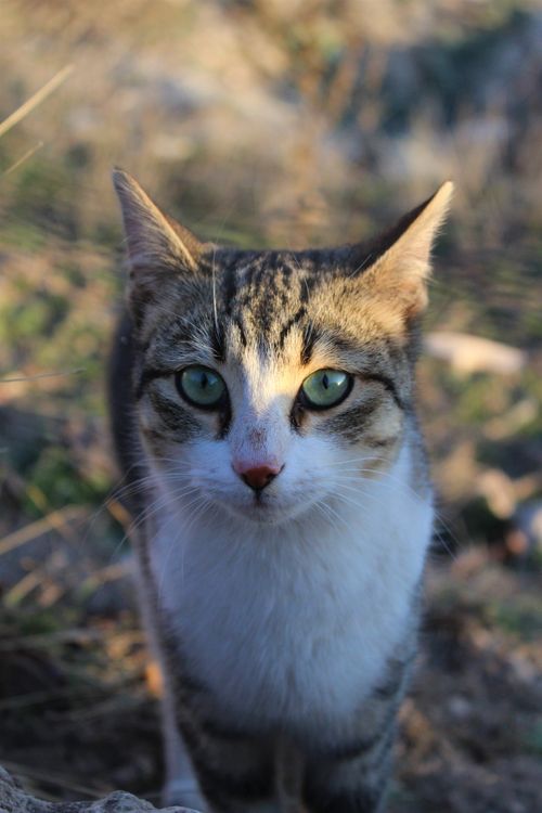 Free Captivating close-up portrait of a stray cat with green eyes in a natural setting. Stock Photo