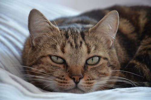 A Close-Up Shot of a Brown Tabby Cat