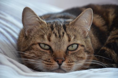 Free Cozy tabby cat with striking eyes relaxing on a bed, showcasing its peaceful nature. Stock Photo