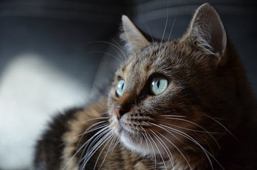 A Close-Up Shot of a Brown Tabby Cat