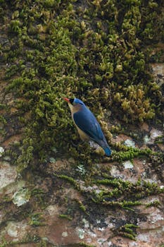 A velvet-fronted nuthatch perched on a moss-covered tree trunk in a natural environment.