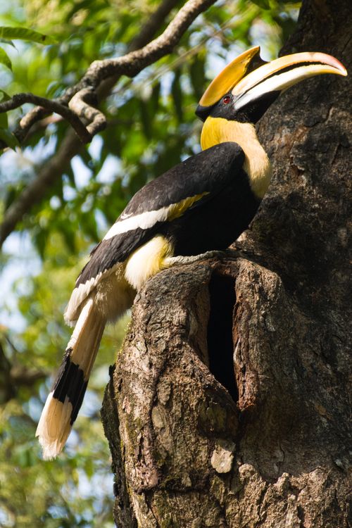 Free Stunning close-up of a Great Hornbill (Buceros bicornis) nesting in a tree, showcasing vibrant plumage. Stock Photo