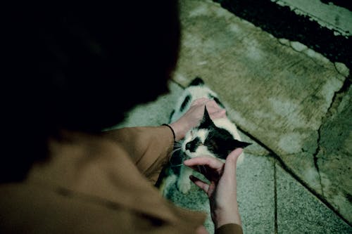 Photo of a Person Petting a Black and White Cat