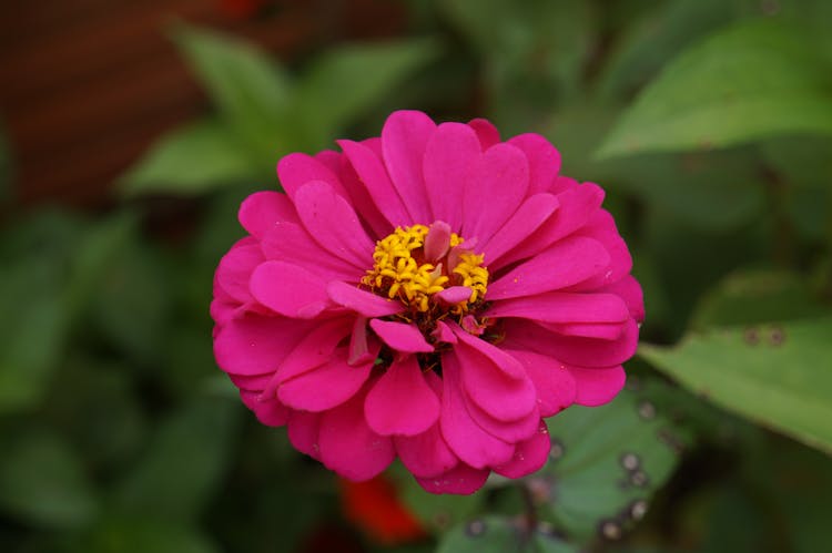 Zinnia Flower Growing In Garden