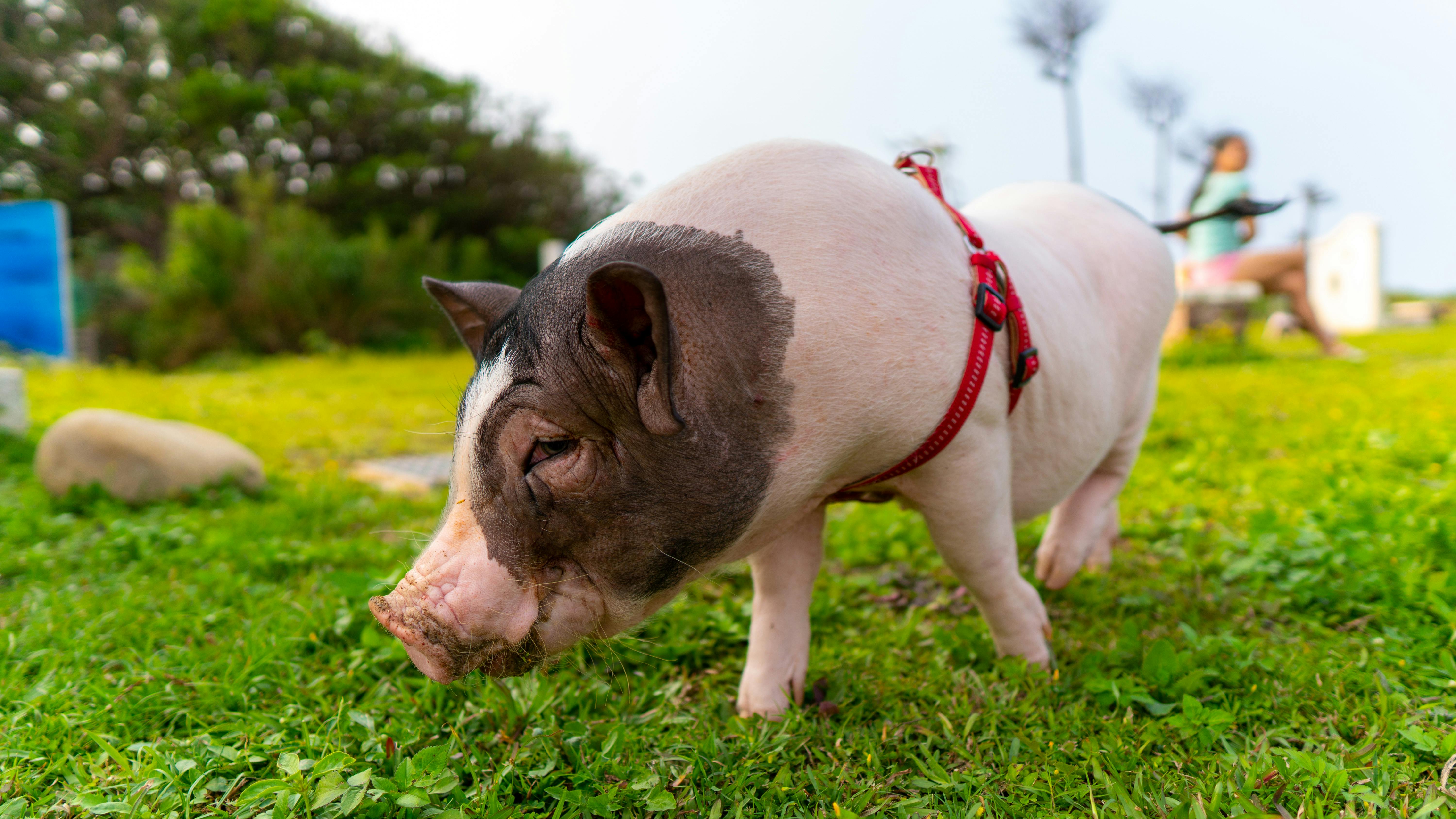 selective focus photo of a domestic pig on green grass